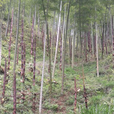 世界顶级冬笋品种排名,最好的冬笋产地