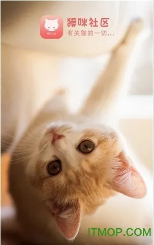 猫咪下载最新版本,精准实施步骤-至尊版_v8.536